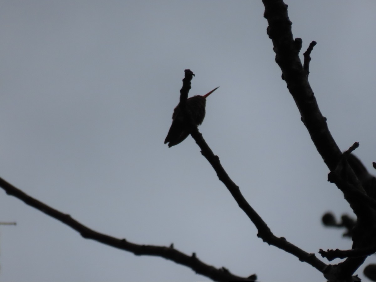 Gilded Hummingbird - ML620616014