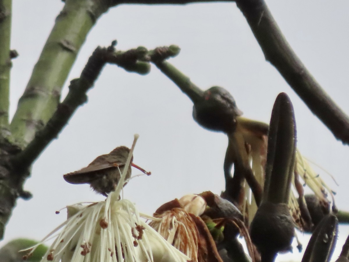 Gilded Hummingbird - ML620616015