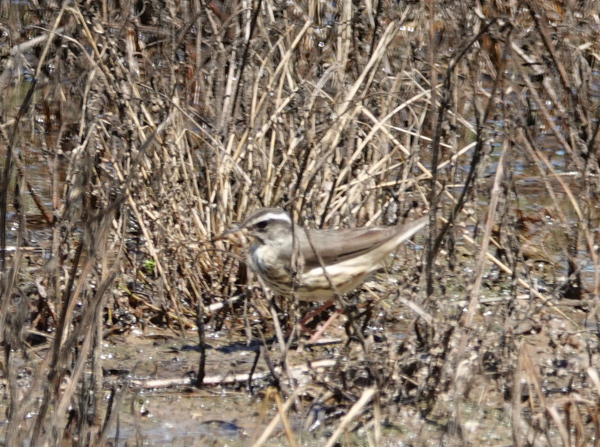 Reinita Charquera de Luisiana - ML620616018