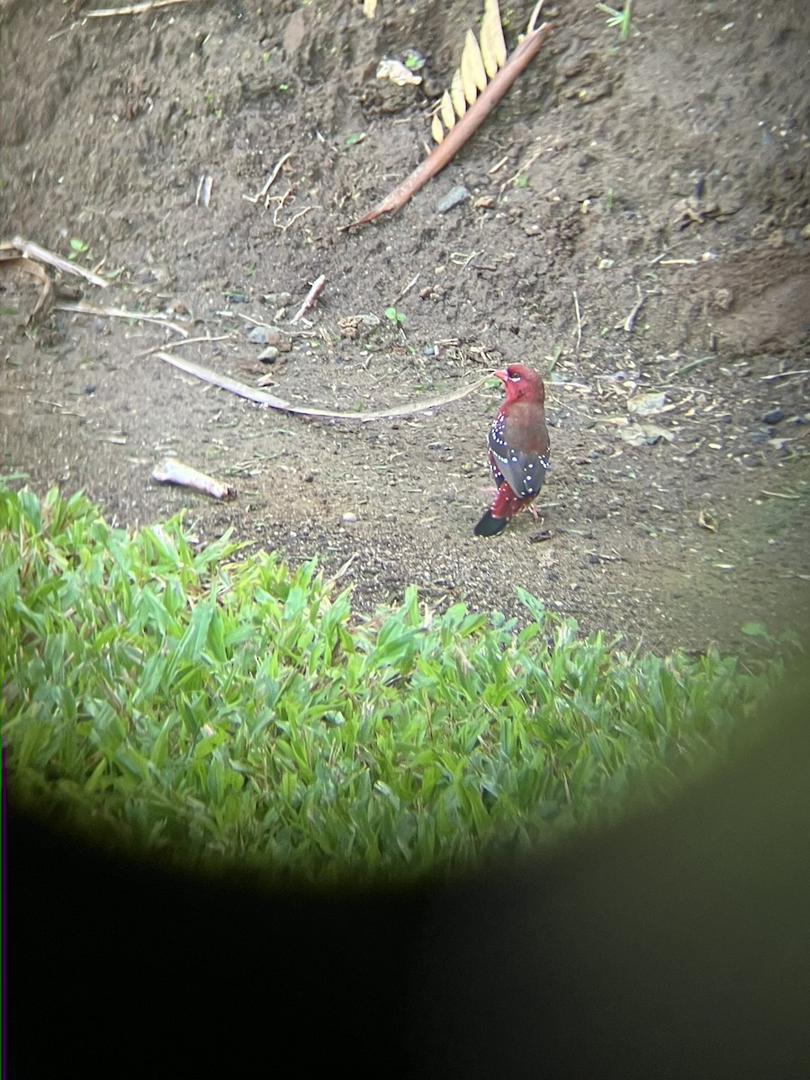 Bengalí Rojo - ML620616022