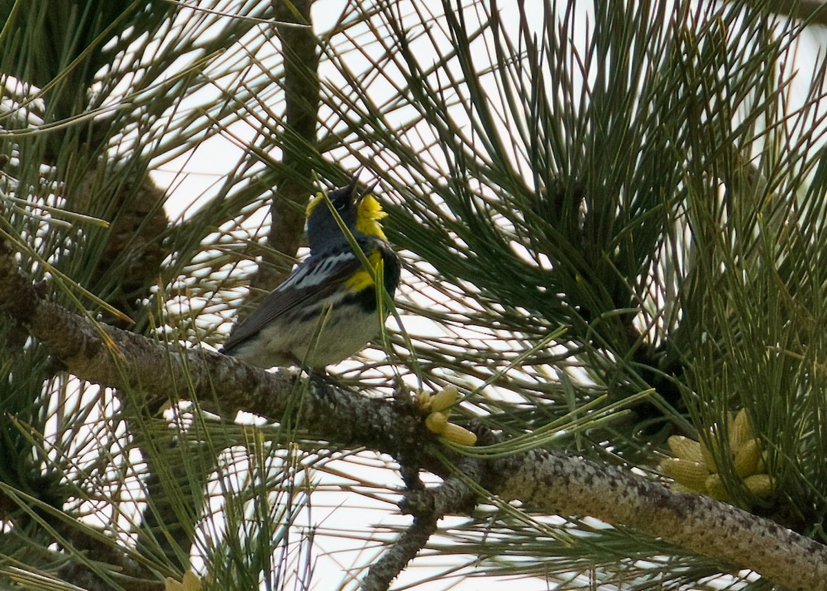 Yellow-rumped Warbler (Audubon's) - ML620616023