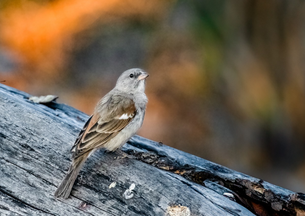 Southern Gray-headed Sparrow - Jim Merritt