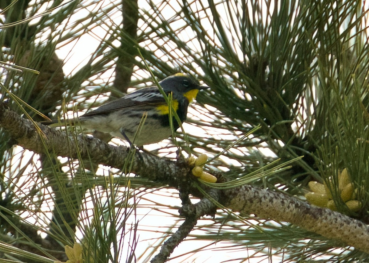 Yellow-rumped Warbler (Audubon's) - ML620616026