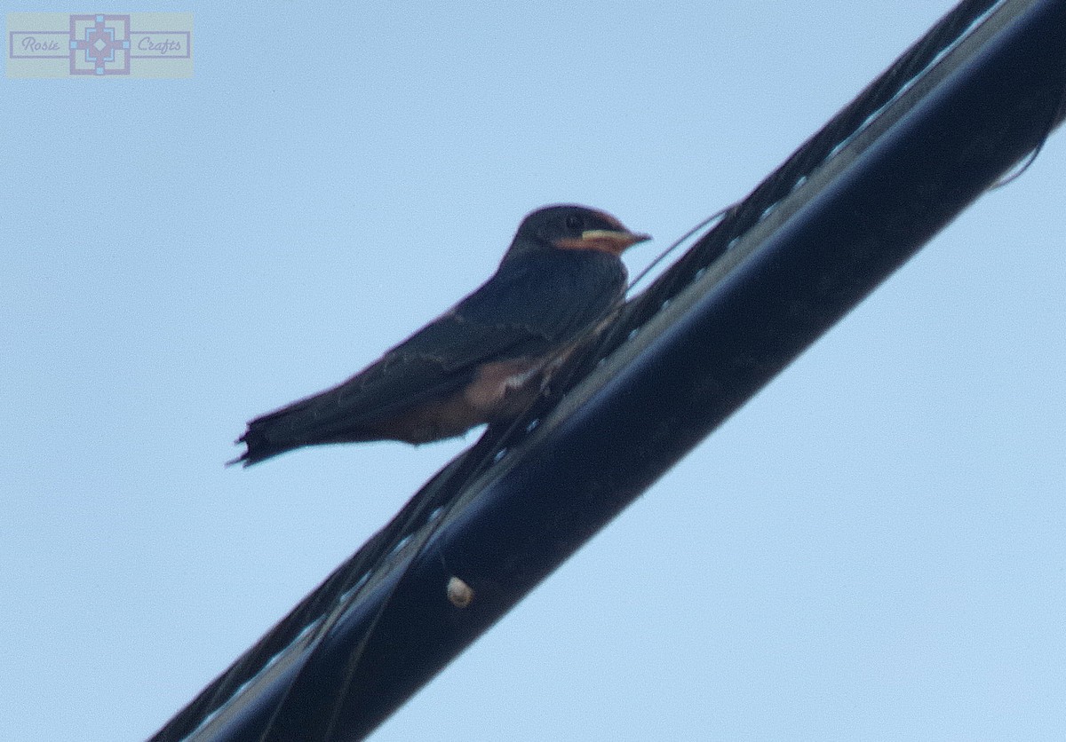 Barn Swallow - ML620616028