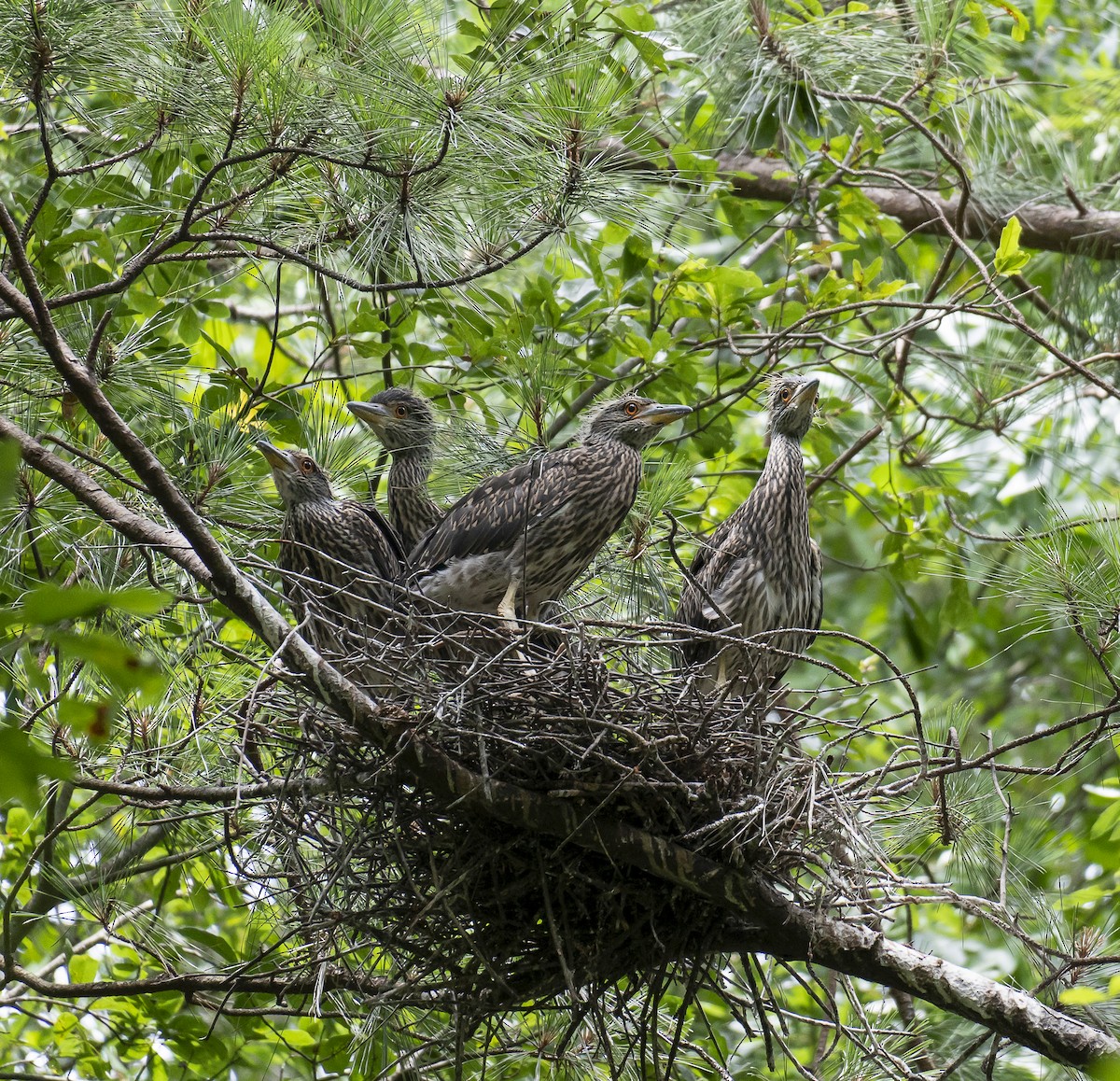 Yellow-crowned Night Heron - ML620616029