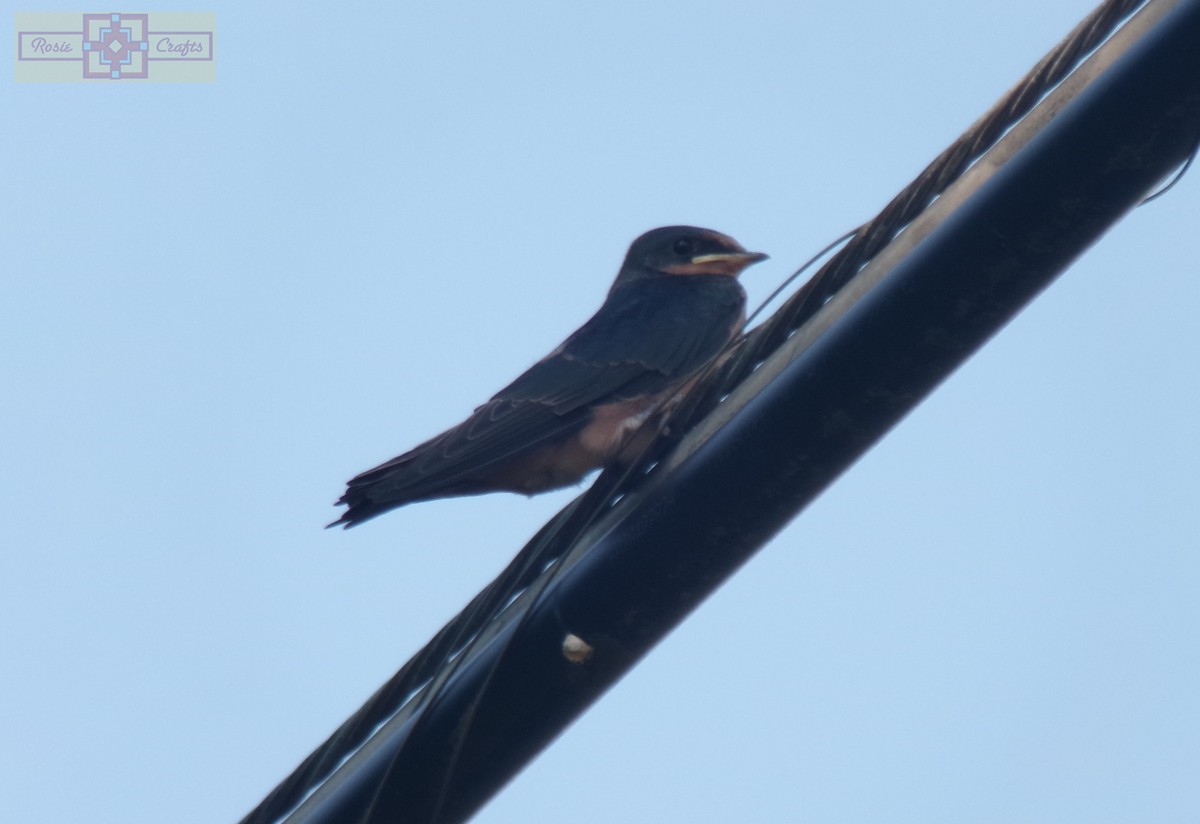 Barn Swallow - ML620616030