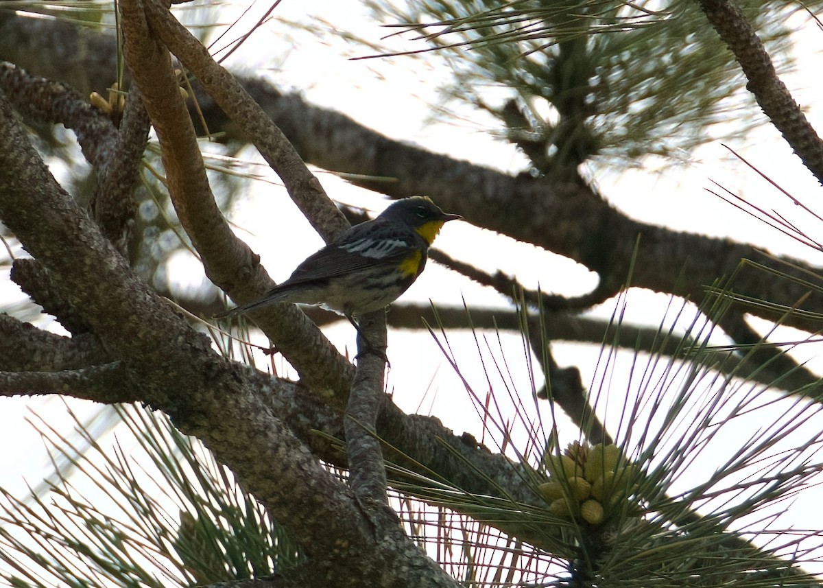 Yellow-rumped Warbler (Audubon's) - ML620616031