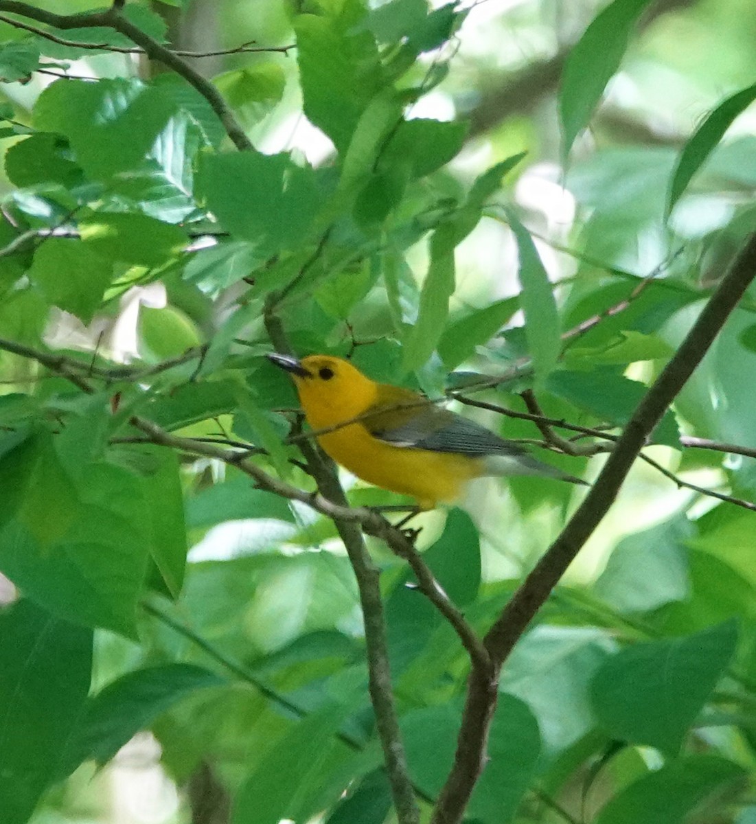 Prothonotary Warbler - ML620616034