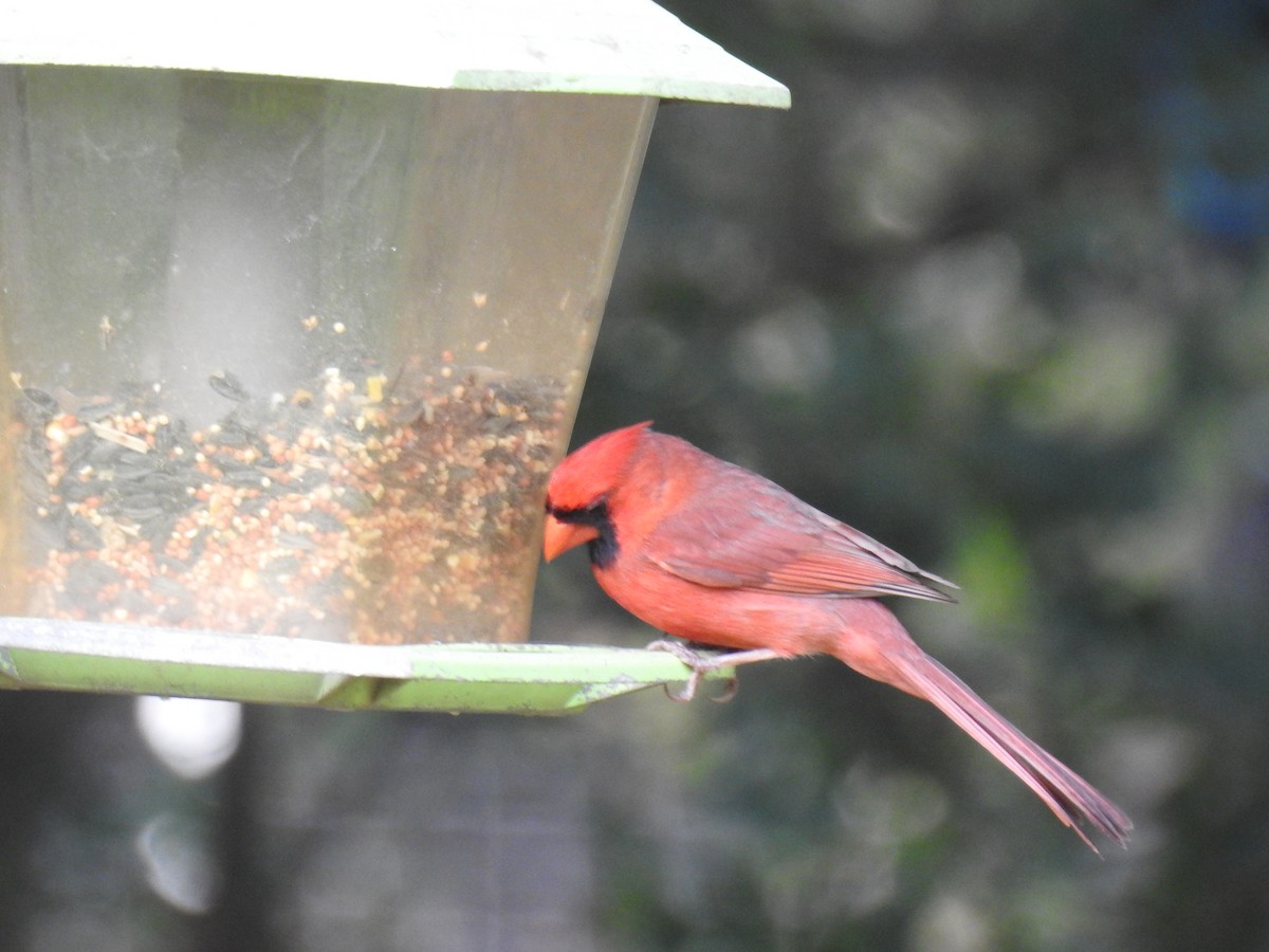 Cardinal rouge - ML620616036