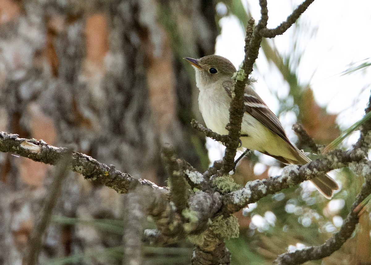 Least Flycatcher - ML620616038