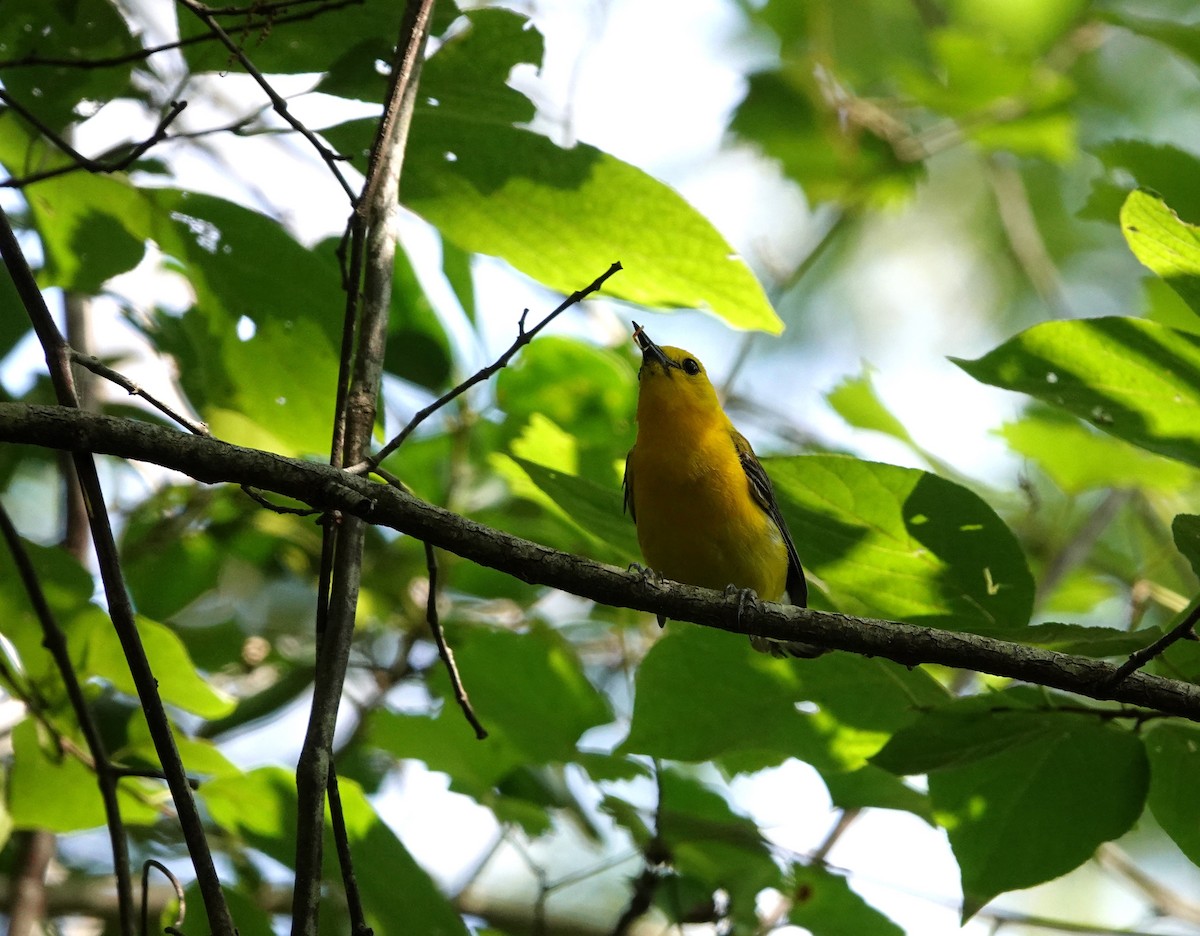 Prothonotary Warbler - ML620616043