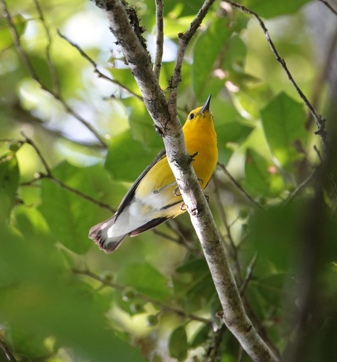 Prothonotary Warbler - ML620616044