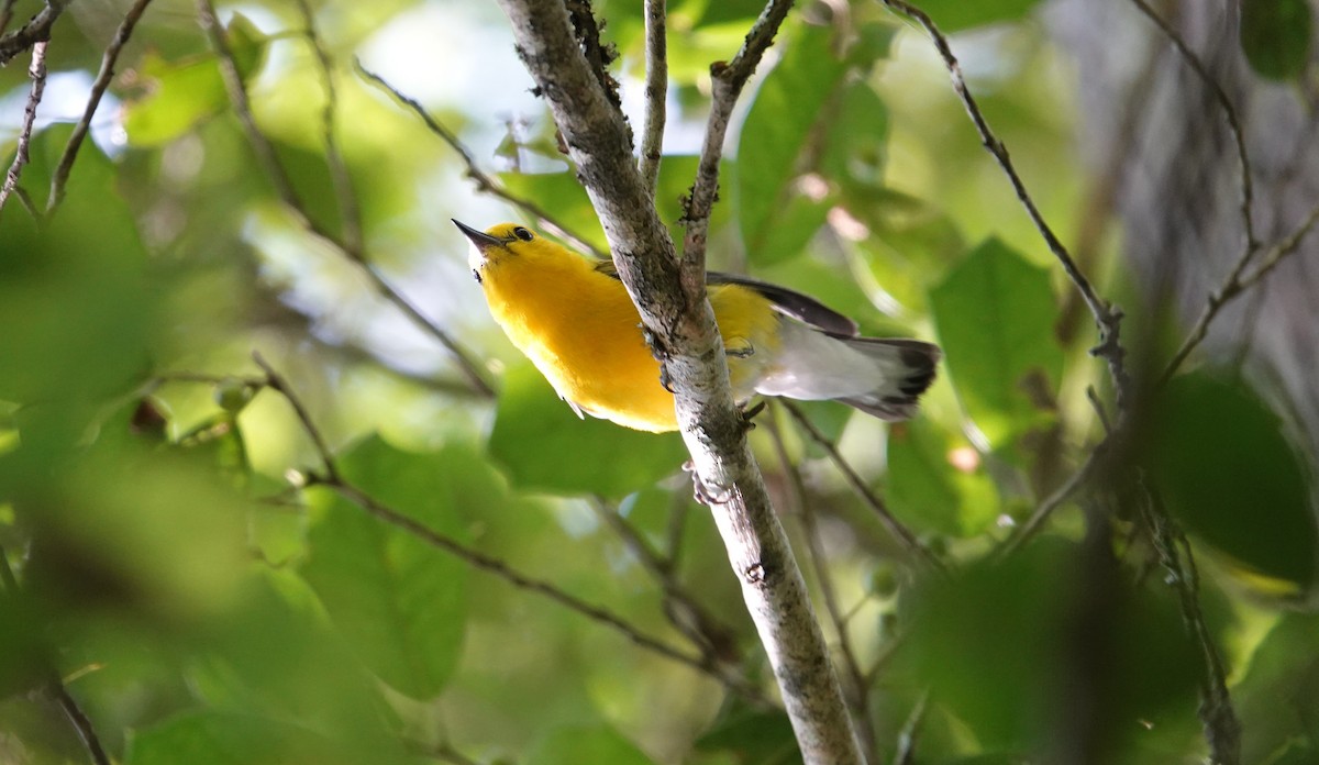 Prothonotary Warbler - ML620616046