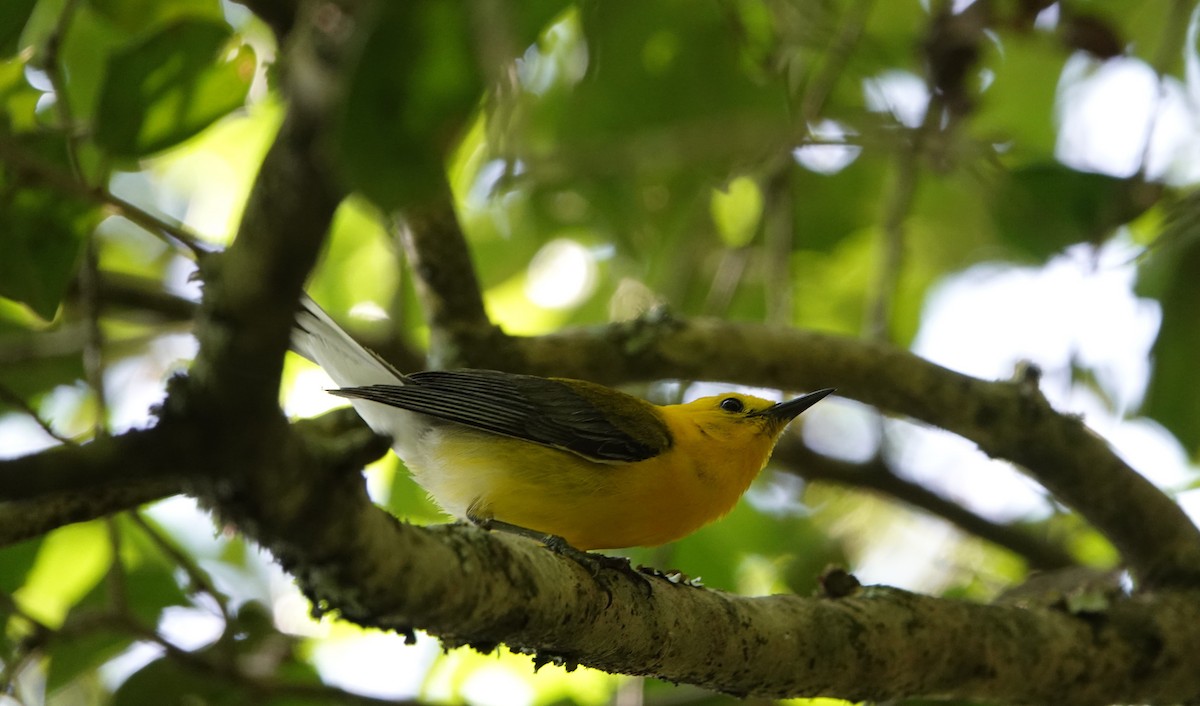 Prothonotary Warbler - Christine McCluskey