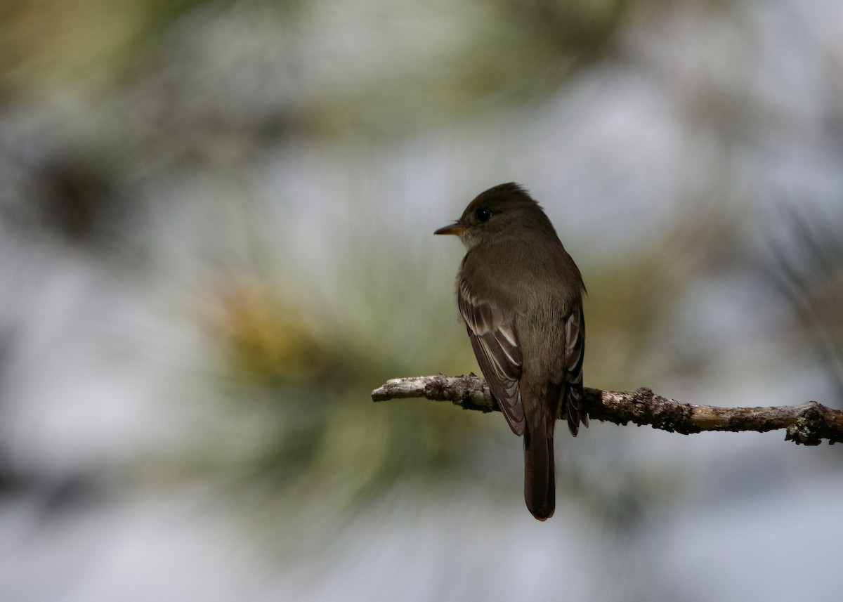 Western Wood-Pewee - ML620616051