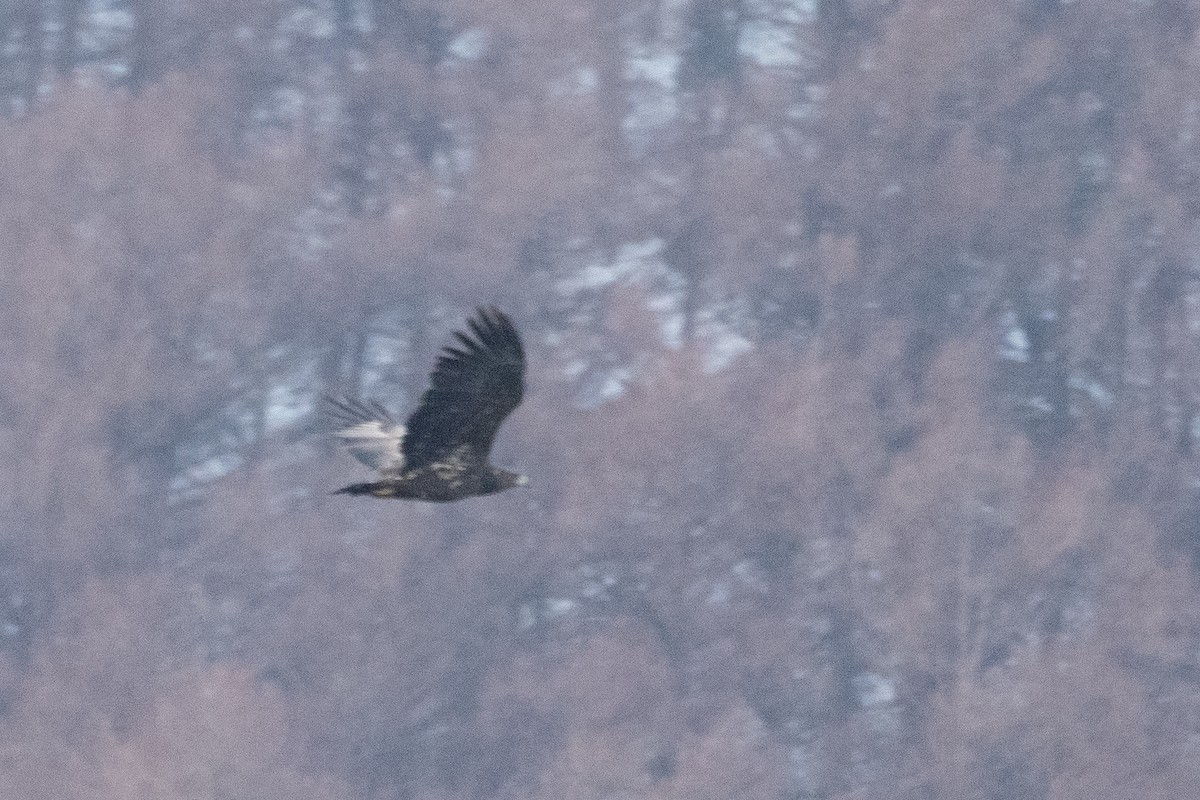 White-tailed Eagle - ML620616053