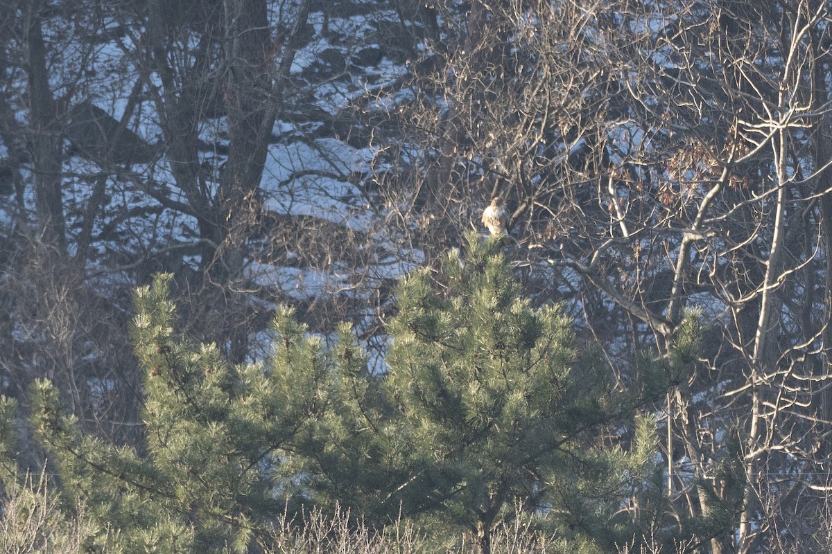 Eastern Buzzard - ML620616055