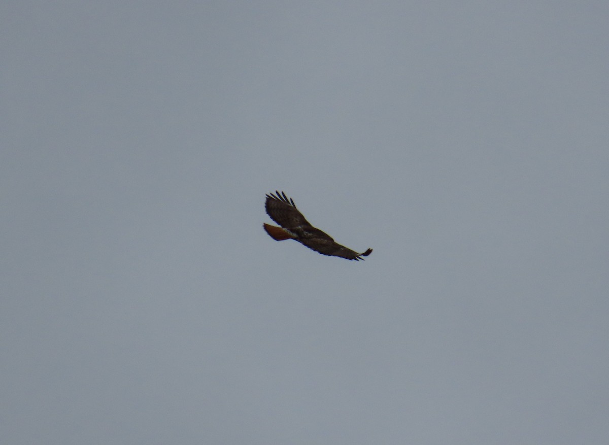 Red-tailed Hawk - ML620616056