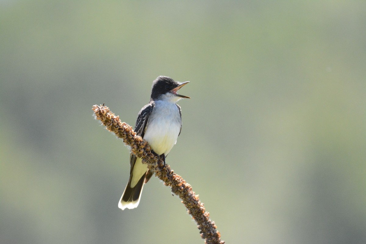 Eastern Kingbird - ML620616057