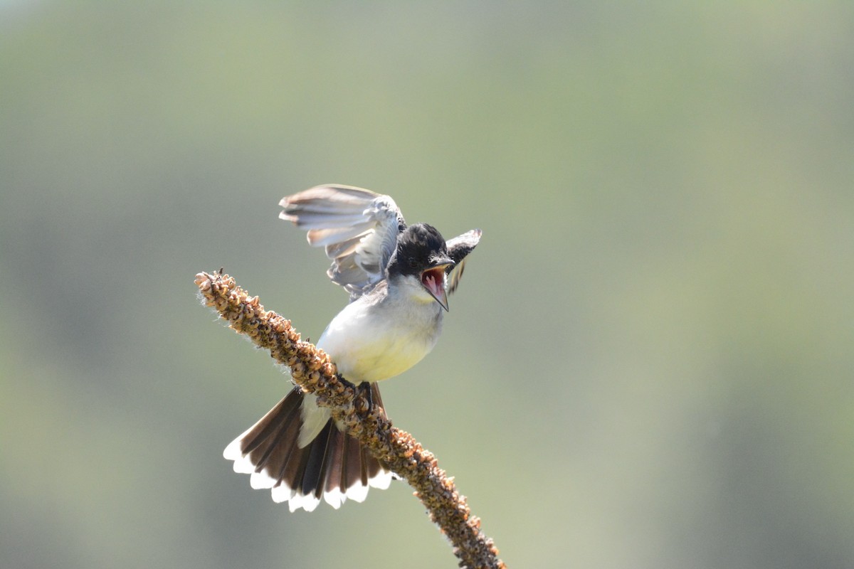 Eastern Kingbird - ML620616058