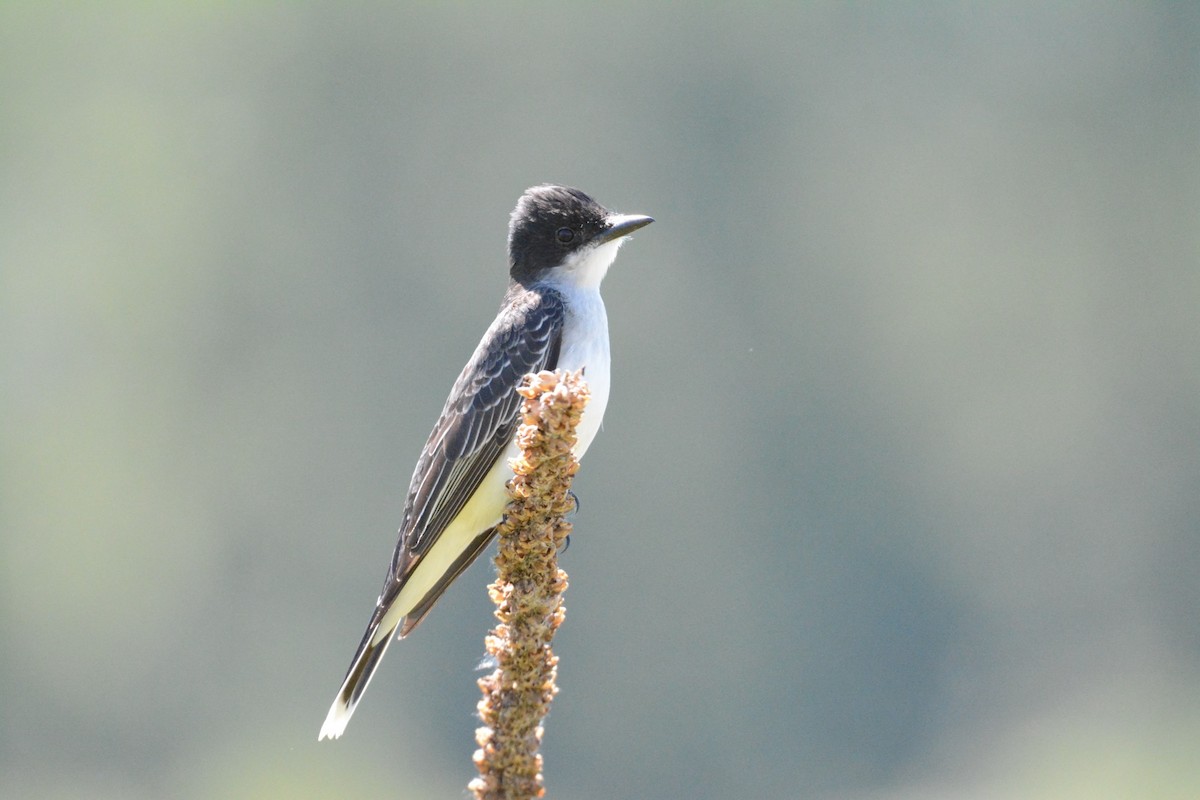 Eastern Kingbird - ML620616060