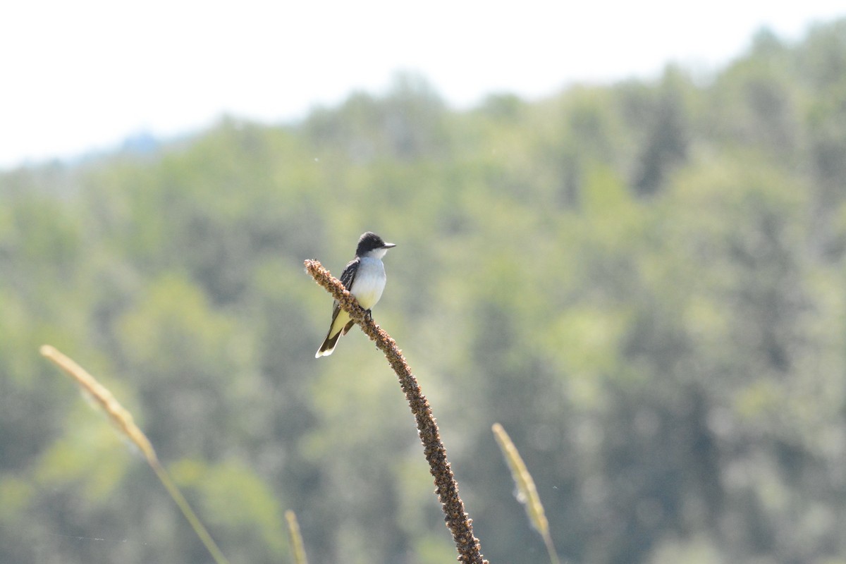 Eastern Kingbird - Wes Hoyer