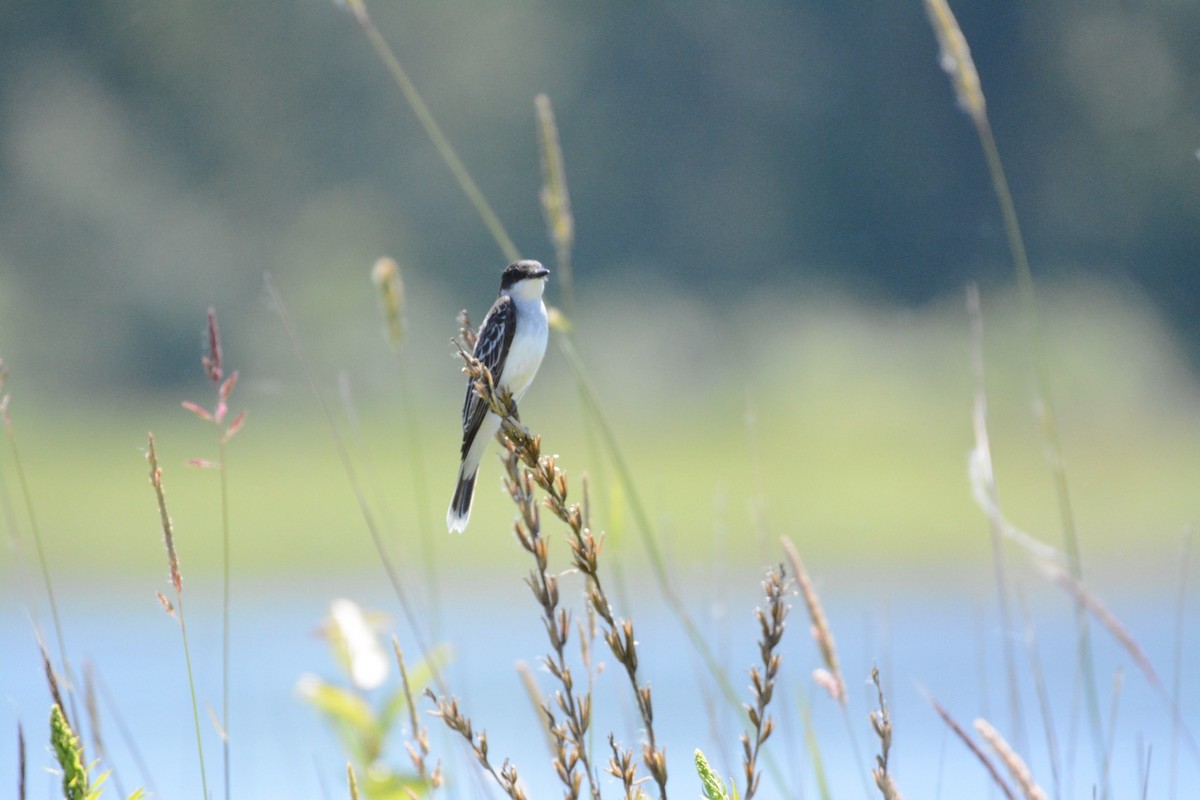 Eastern Kingbird - ML620616062