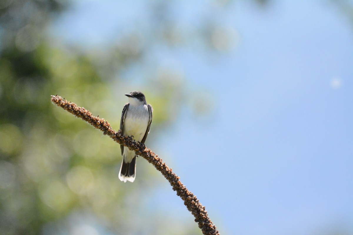 Eastern Kingbird - ML620616064