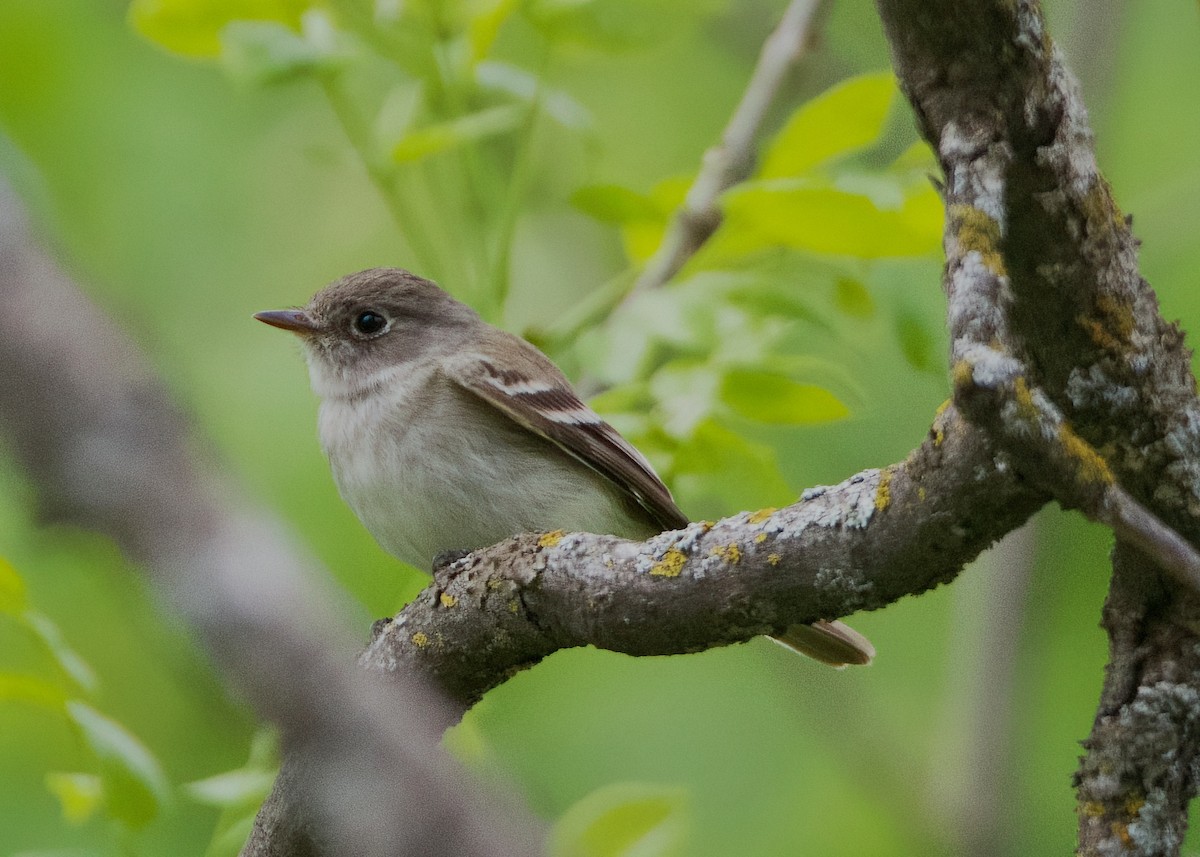 Dusky Flycatcher - ML620616067