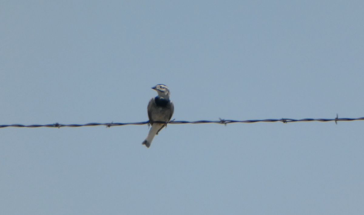 Thick-billed Longspur - ML620616070