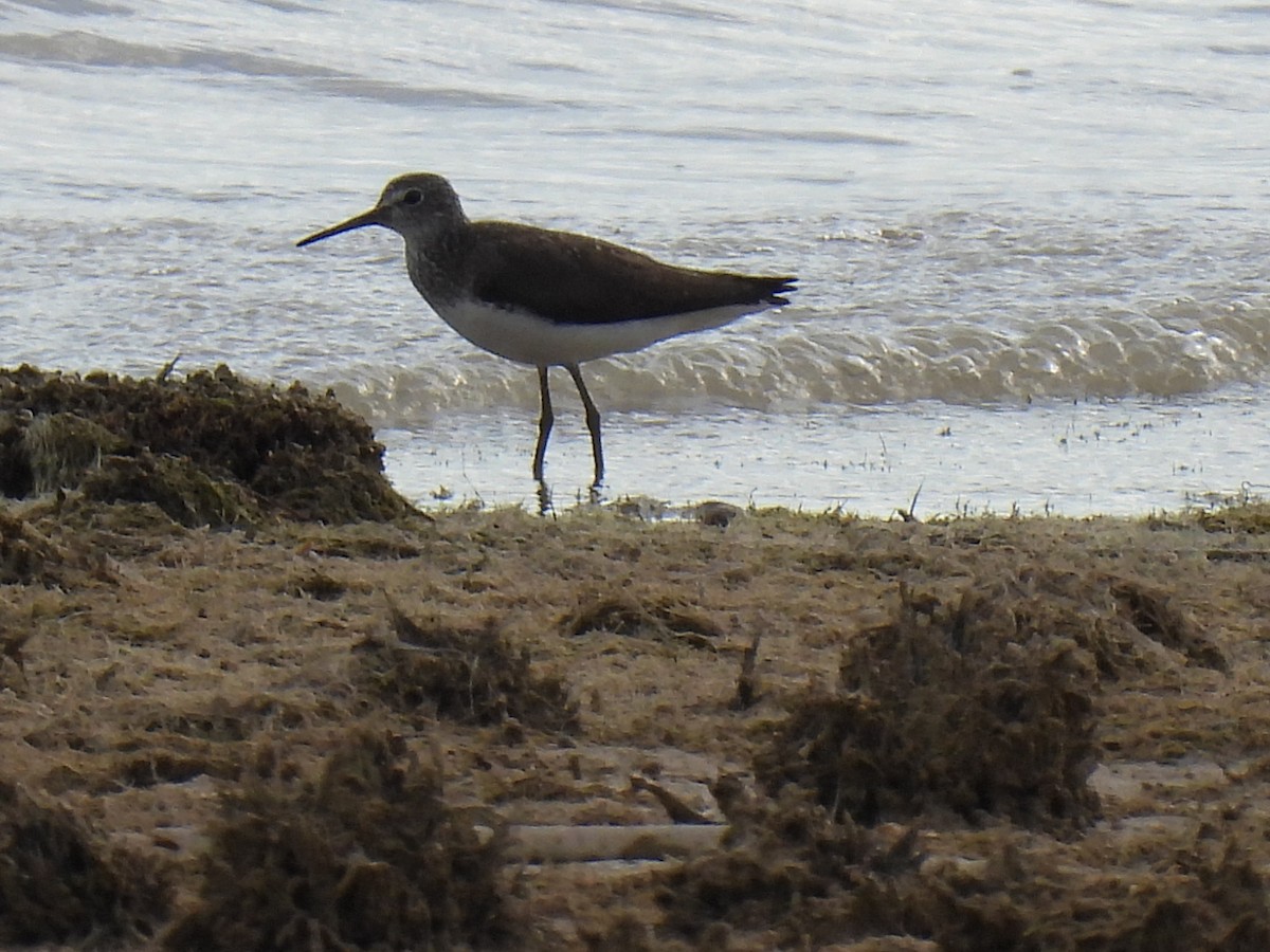 Green Sandpiper - Miguel Ángel  Pardo Baeza