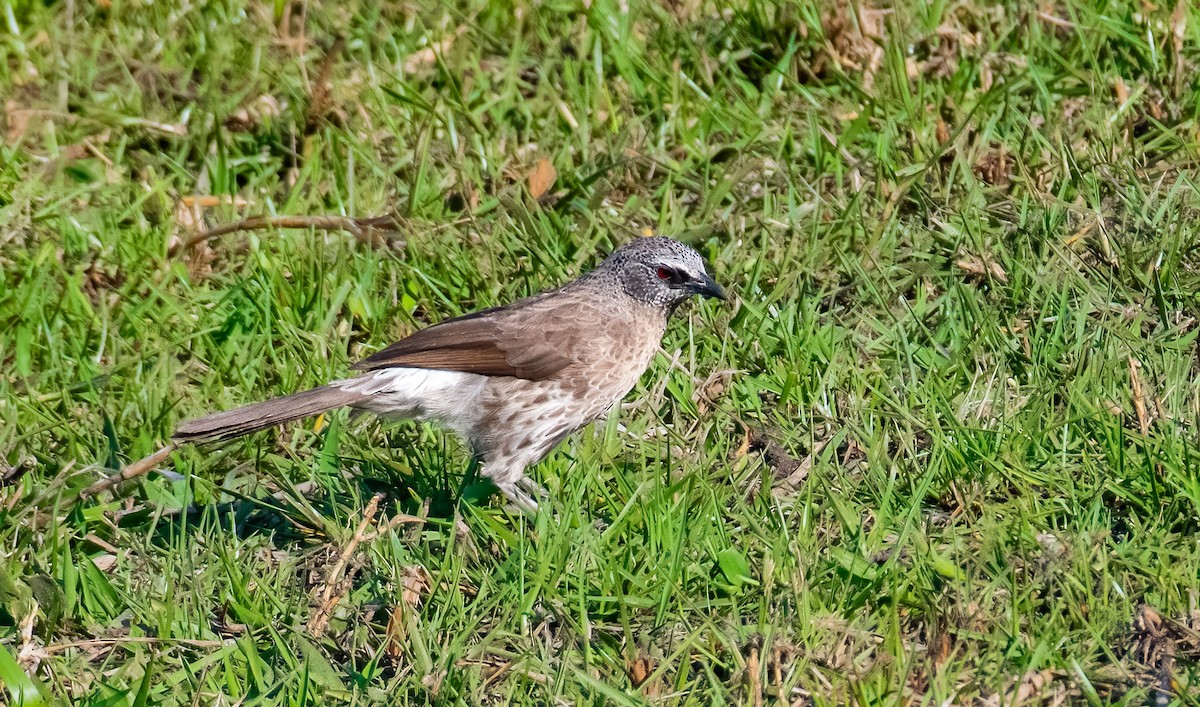 Hartlaub's Babbler - ML620616073