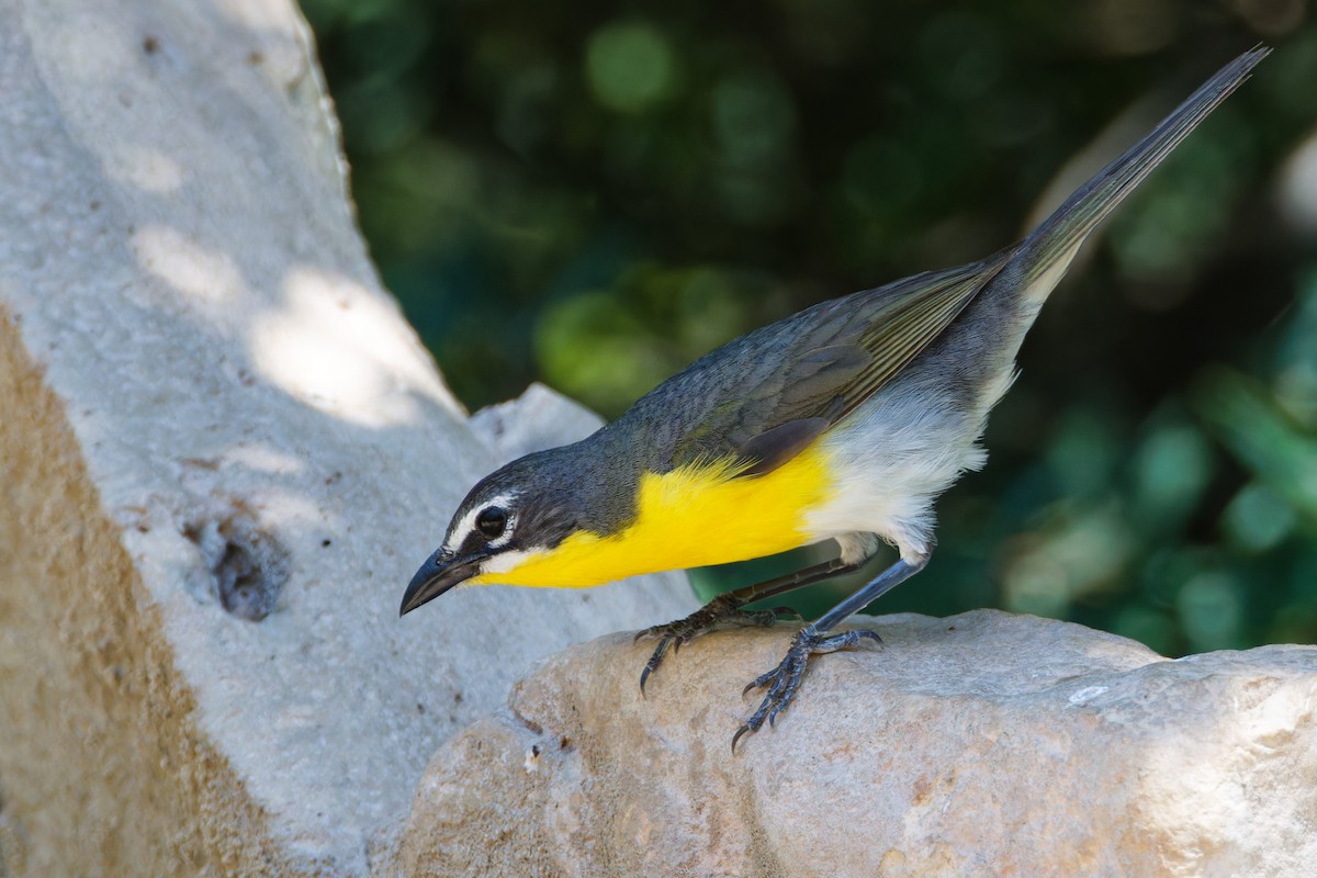 Yellow-breasted Chat - ML620616075