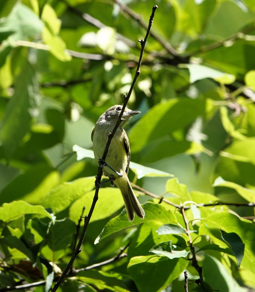 Acadian Flycatcher - ML620616078