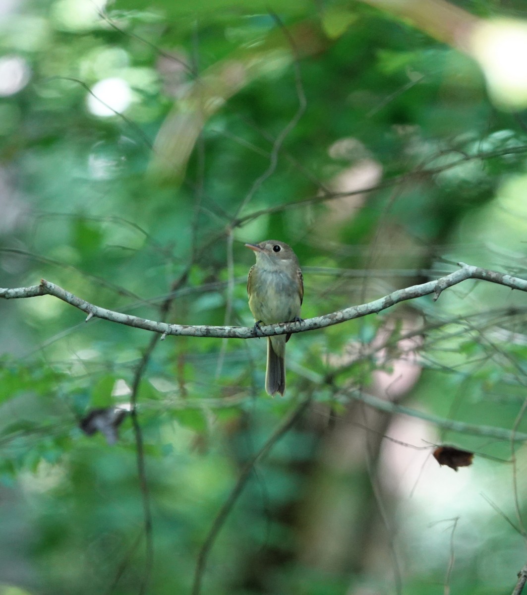 Acadian Flycatcher - ML620616080