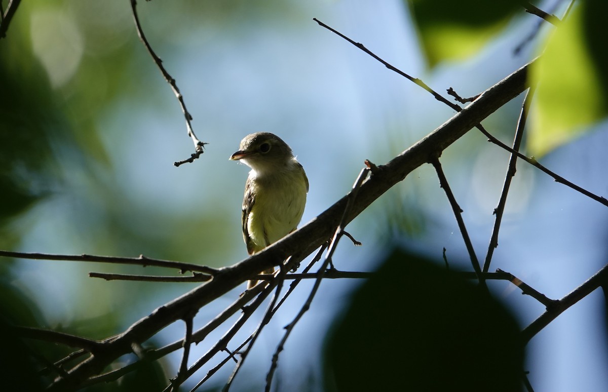 Acadian Flycatcher - ML620616086