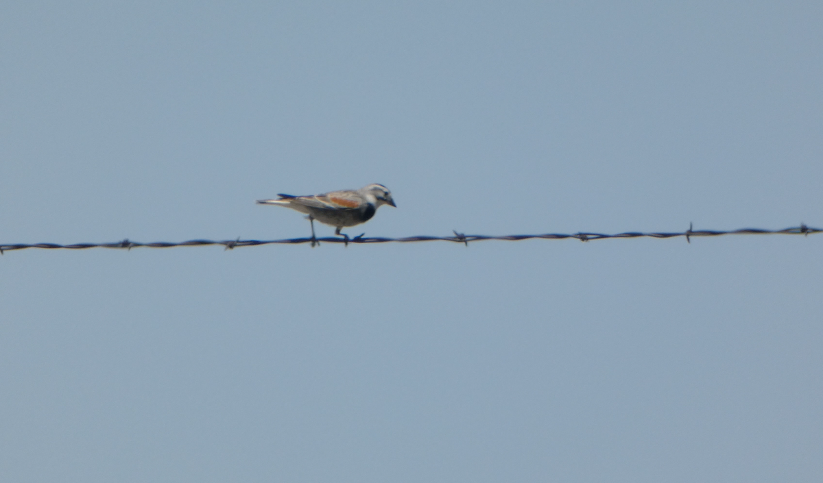 Thick-billed Longspur - ML620616092