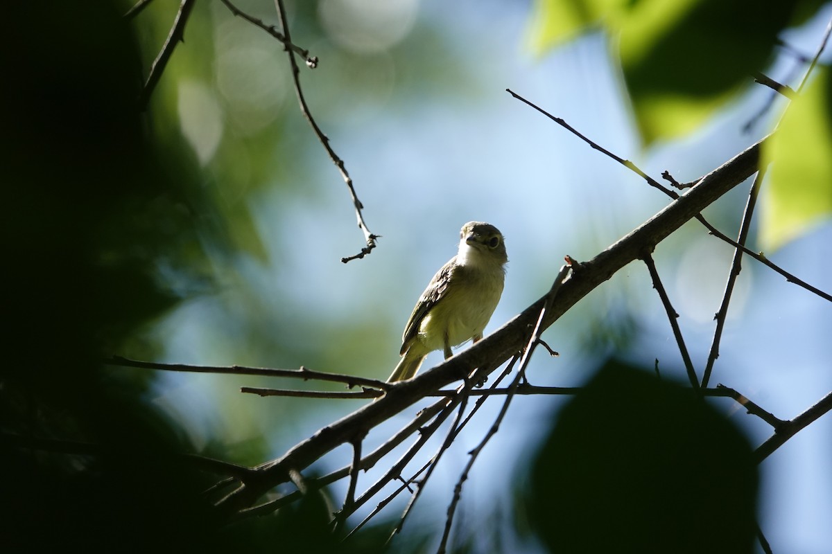 Acadian Flycatcher - ML620616093