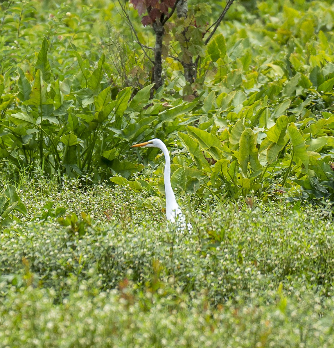 Great Egret - Shannon Byrne