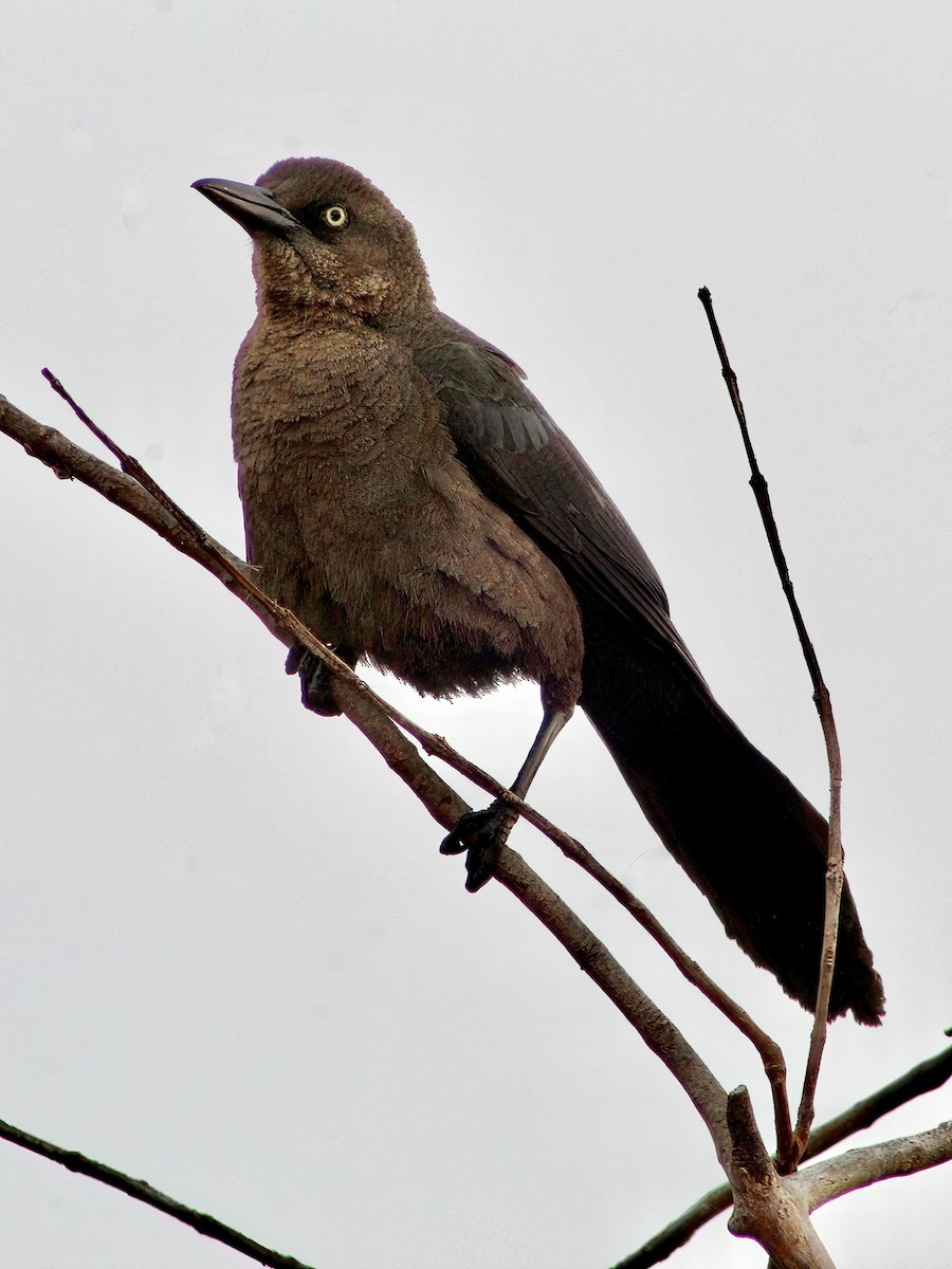 Great-tailed Grackle - ML620616095