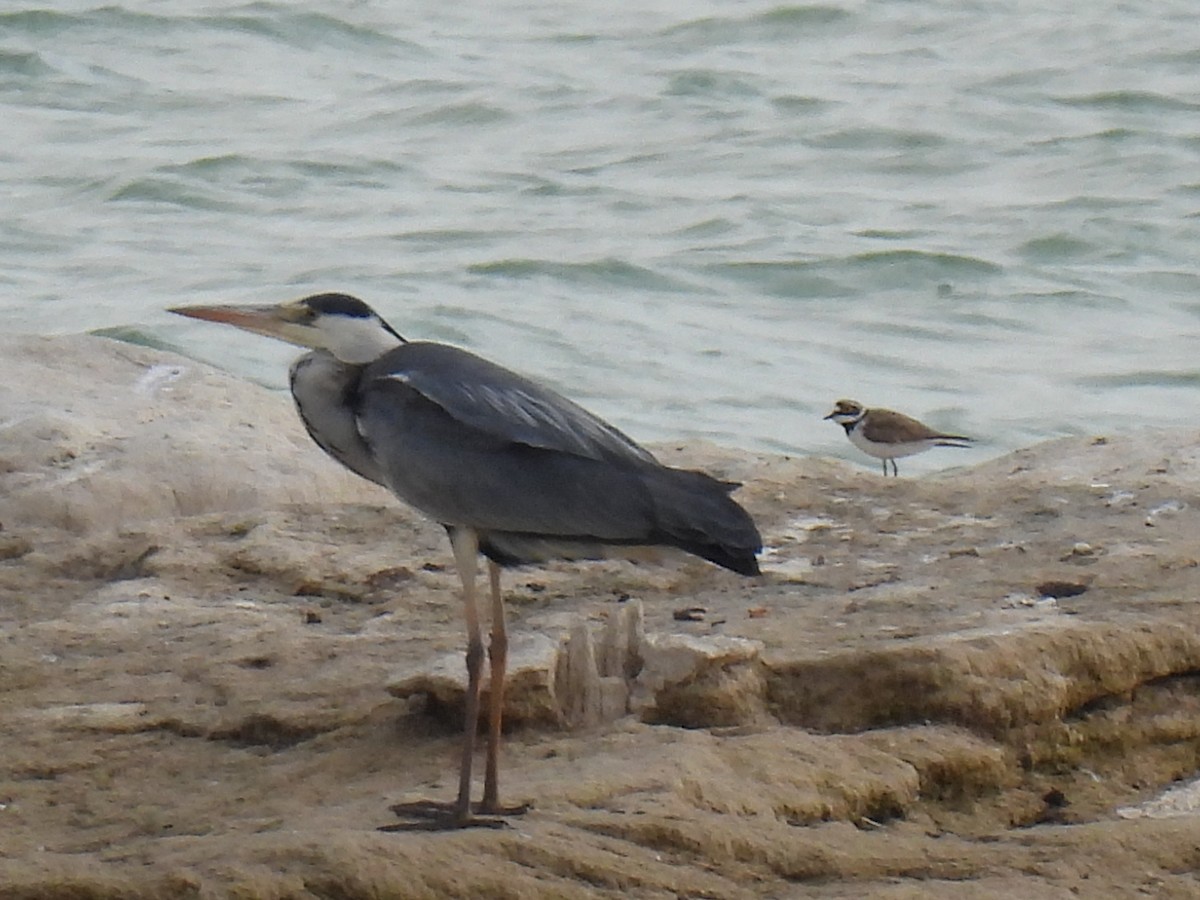 Gray Heron - ML620616097