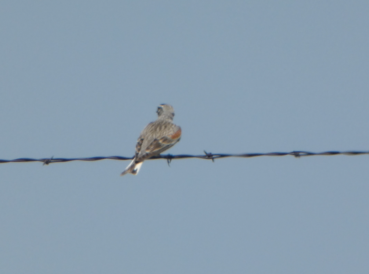 Thick-billed Longspur - Kevin Hayes