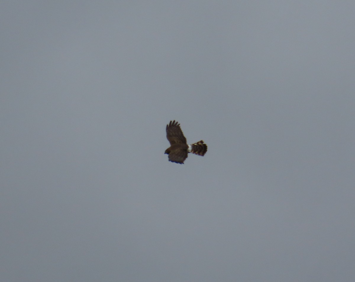 Northern Harrier - ML620616100