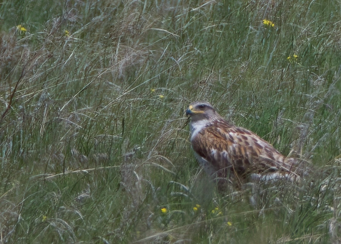 Ferruginous Hawk - ML620616101