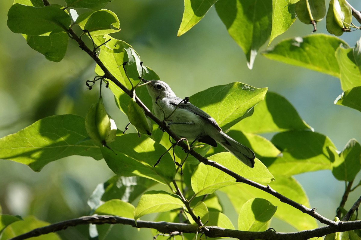 Blue-gray Gnatcatcher - ML620616103