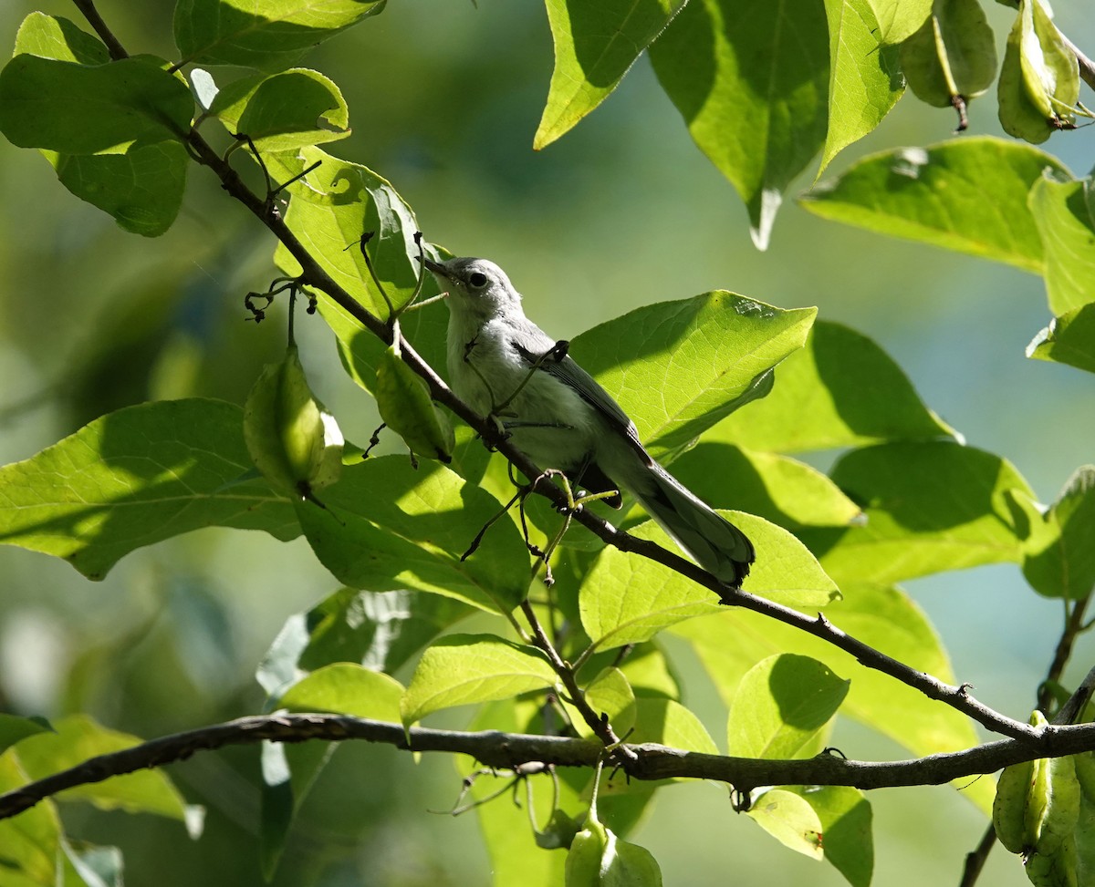 Blue-gray Gnatcatcher - ML620616104