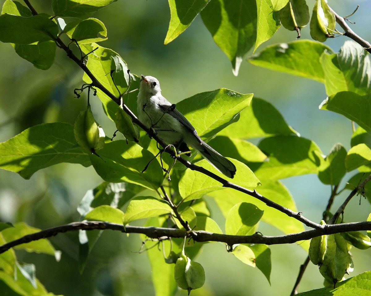 Blue-gray Gnatcatcher - Christine McCluskey