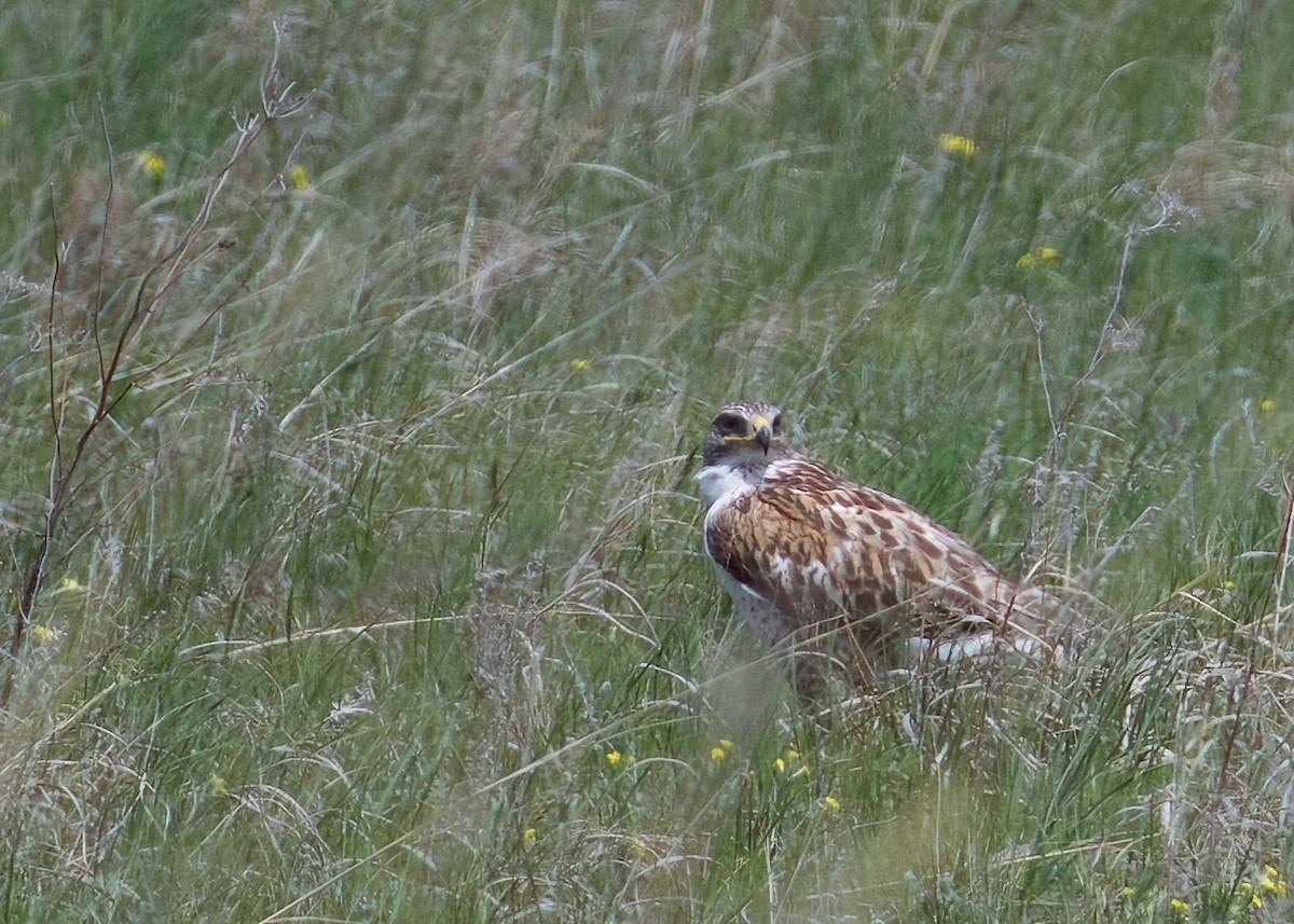 Ferruginous Hawk - ML620616106