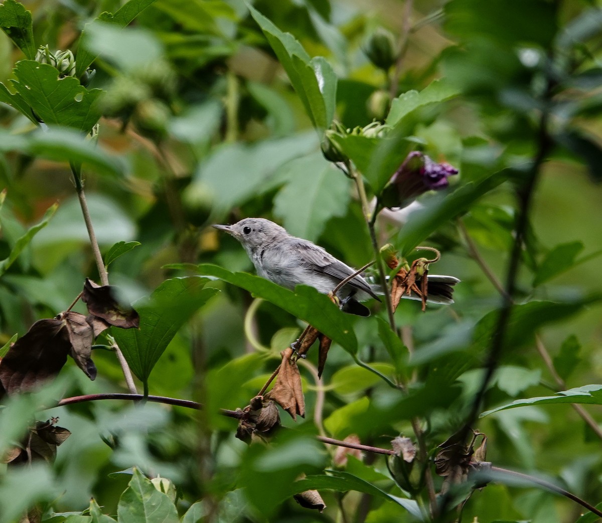 Blue-gray Gnatcatcher - ML620616109