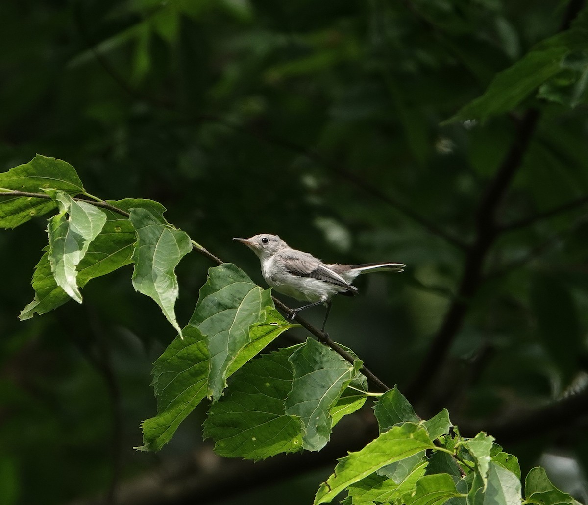 Blue-gray Gnatcatcher - ML620616110